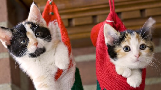 cats in Christmas stockings