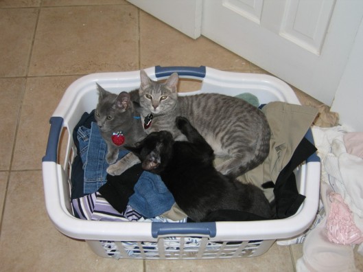 cat laundry basket