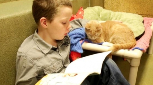 kid cat reading