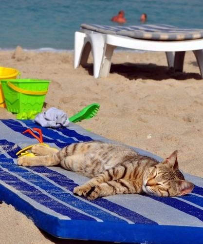 Cat-Relaxing-On-The-Beach-cats-37184136-417-500