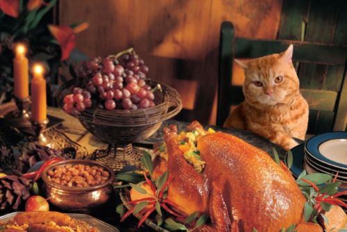 thanksgiving-cats-2