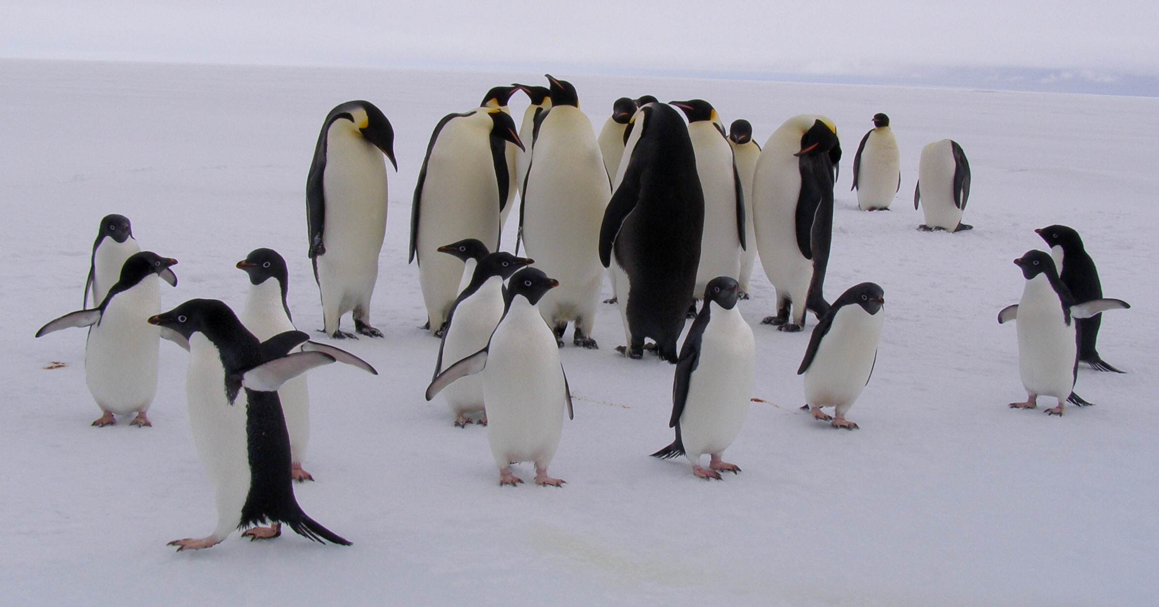 Penguin-party.jpg